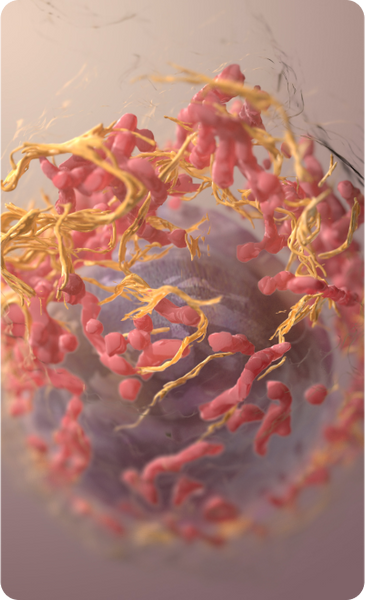 Helps fight against cancer Helps fight against cancer