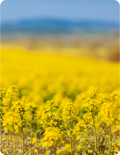 Benefits the planet Benefits the planet