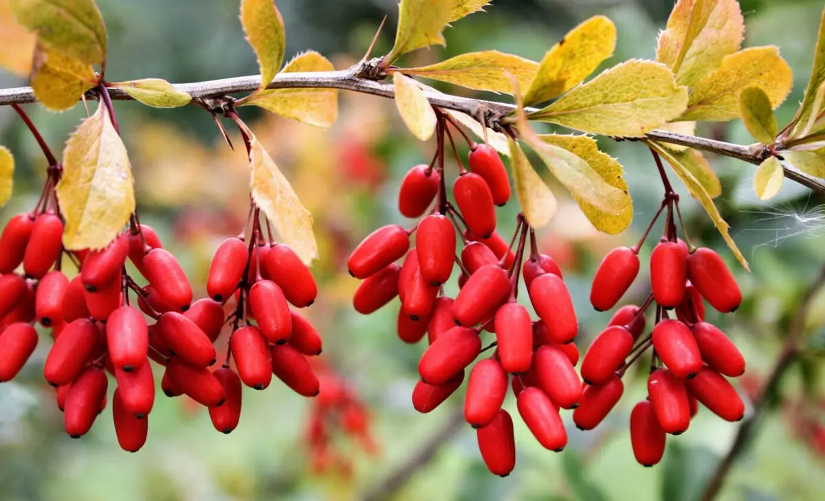 benefits-of-berberine