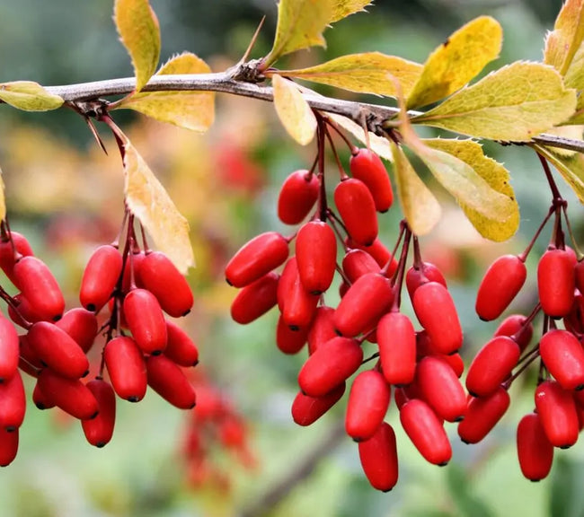 benefits-of-berberine