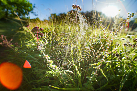 All You Need To Know About Spider Bites